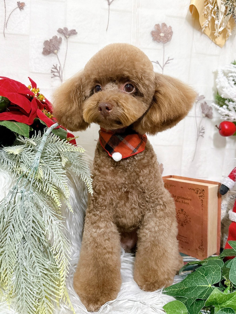 ドッグサロン Petit｜広島県福山市にあるトリミングサロン