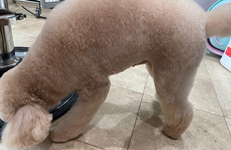 オールシザーカット